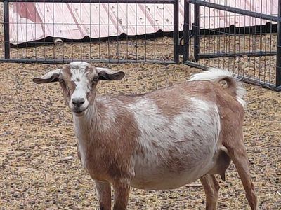 Mini Nubian Yearling Doe