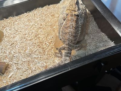 Brown Male Bearded Dragon