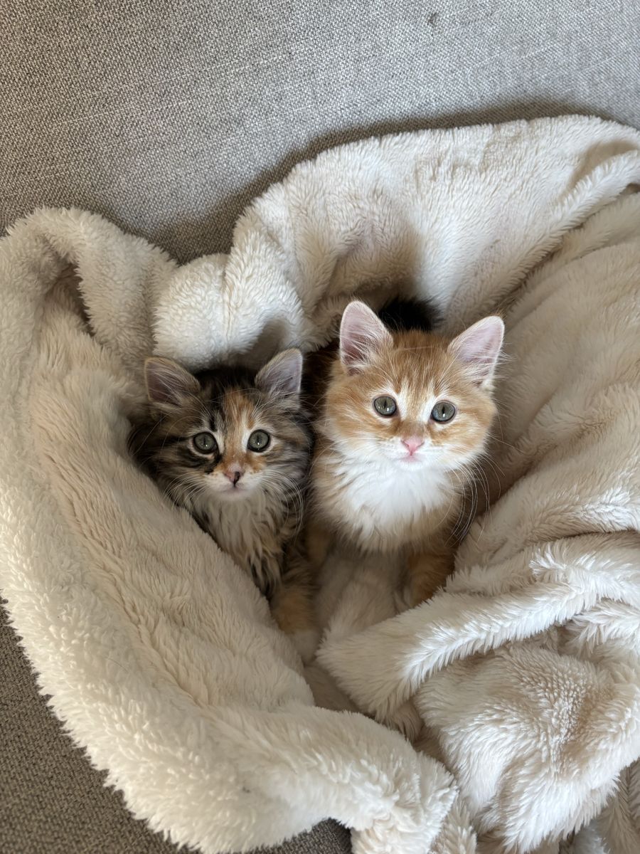 Bonded Sister Cats + Supplies Included