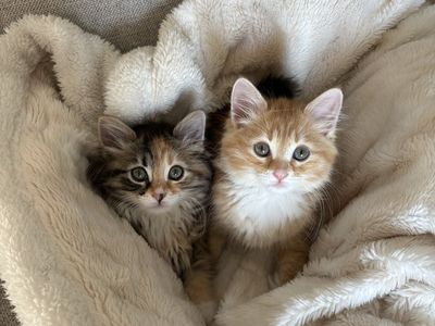 Bonded Sister Cats + Supplies Included