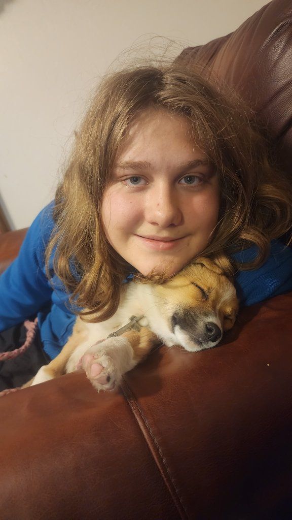 Lost corgi