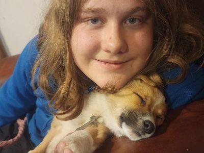 Lost corgi
