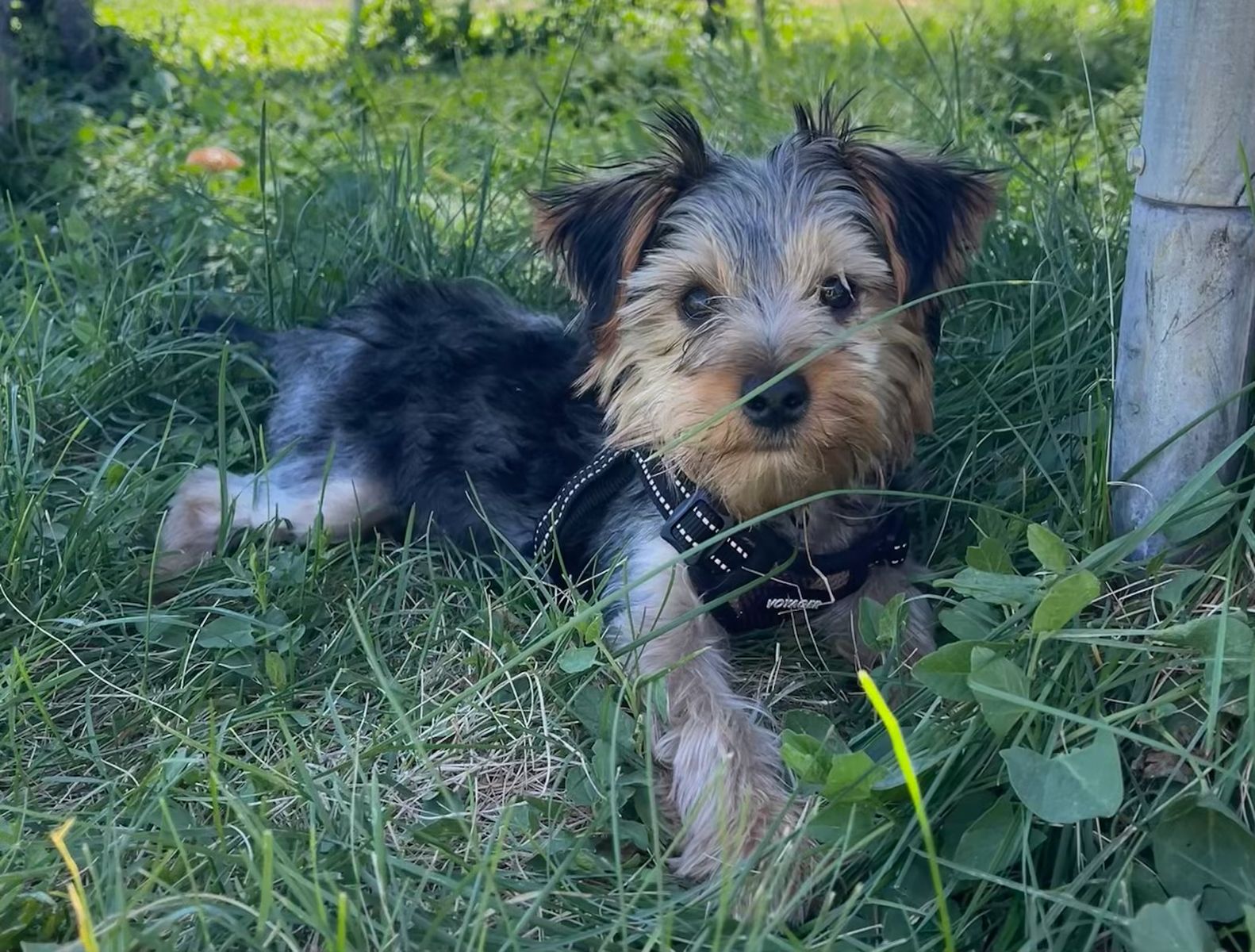 Adorable Yorkshire Terrier Puppy - Male, Hypoallergenic, Ready for a Loving Home!