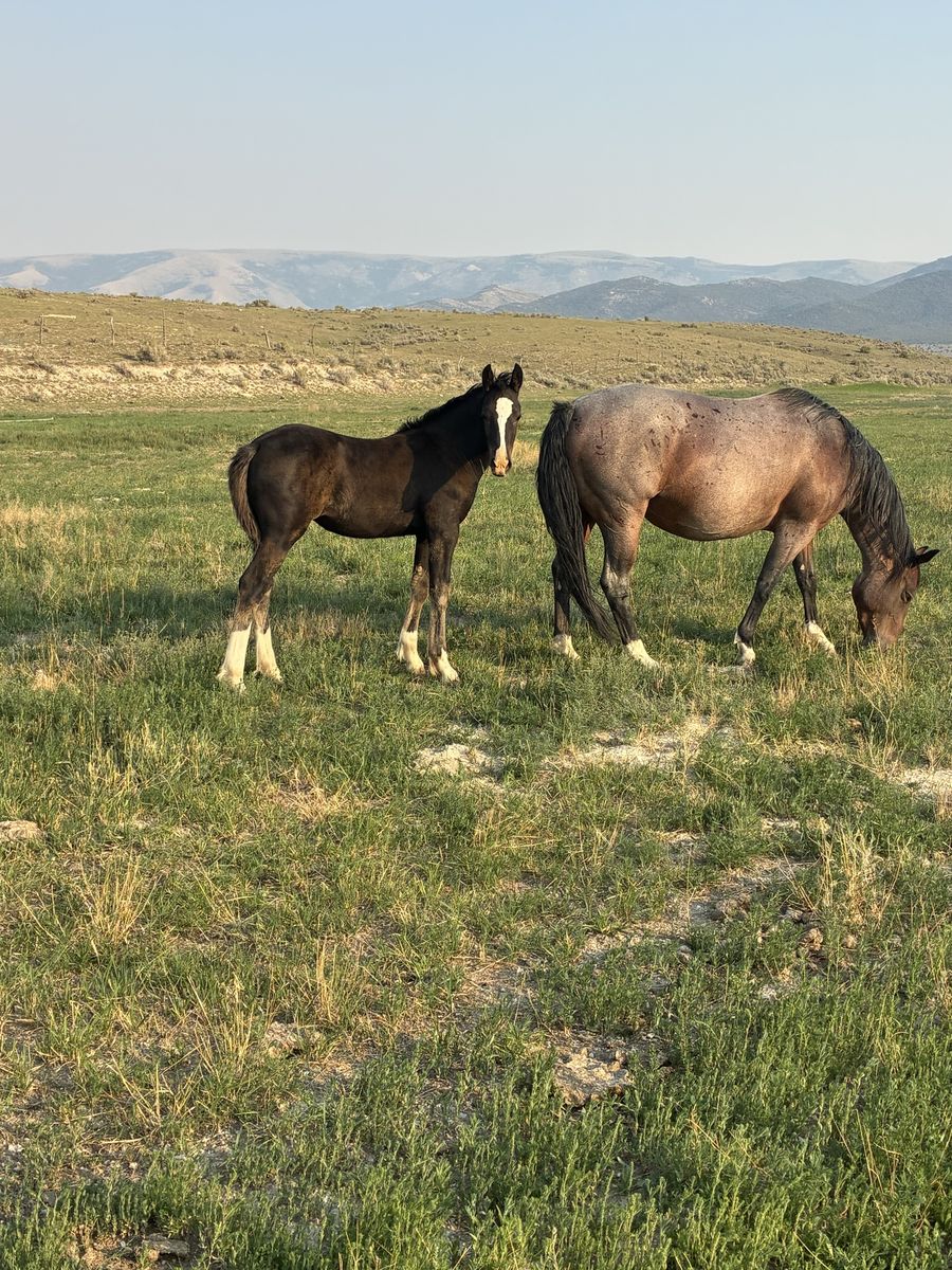 Half draft filly