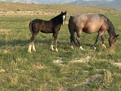 Half draft filly