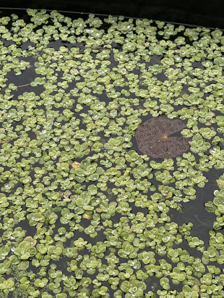 Water Lettuce - For Outdoor Ponds