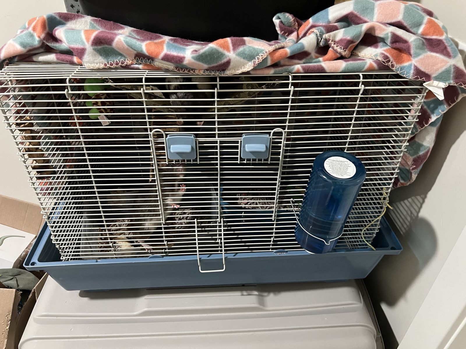 2 adult rats