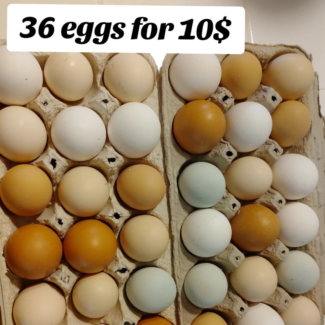 fresh eggs