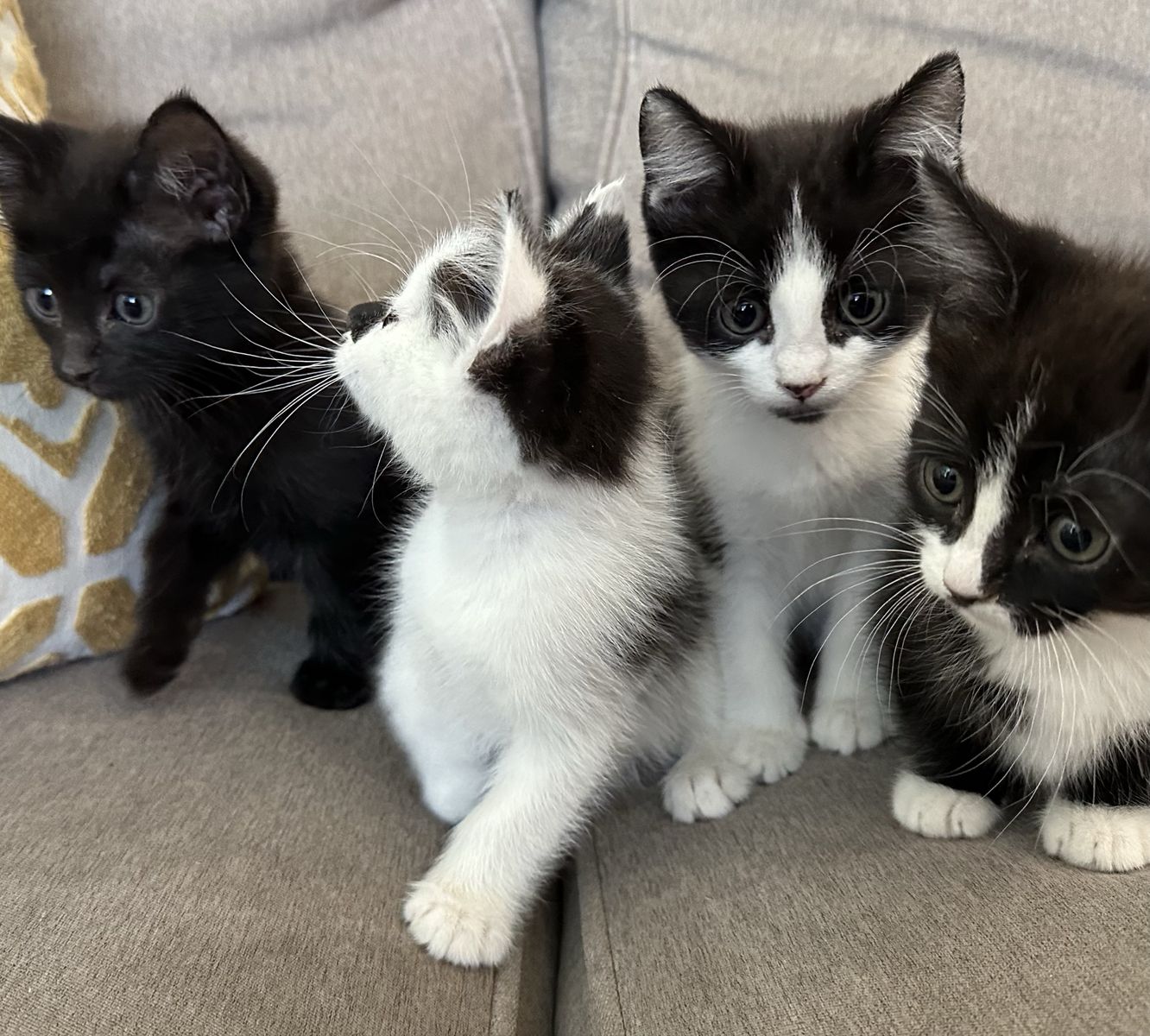 Kittens ready for a new home!