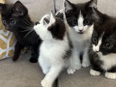 Kittens ready for a new home!