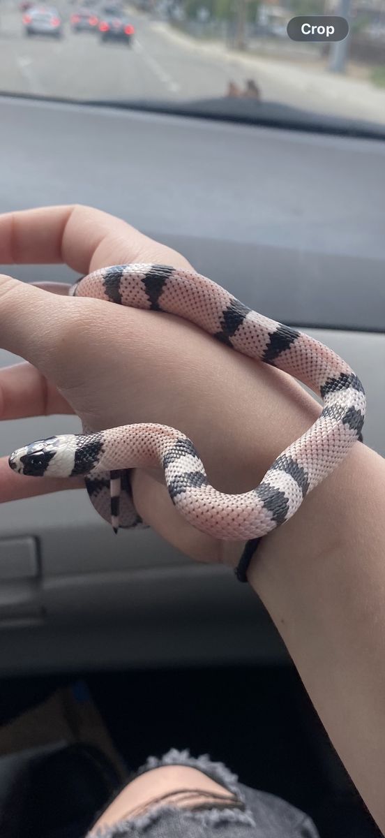 Honduran ghost milk snake