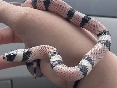 Honduran ghost milk snake
