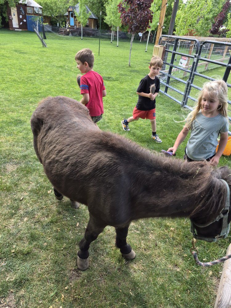mini mare for sale