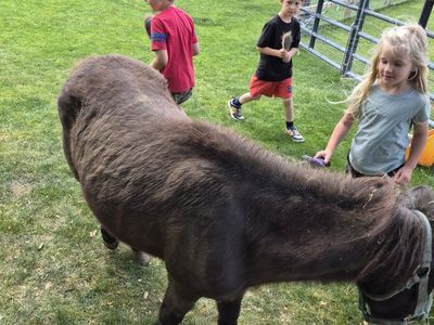mini mare for sale