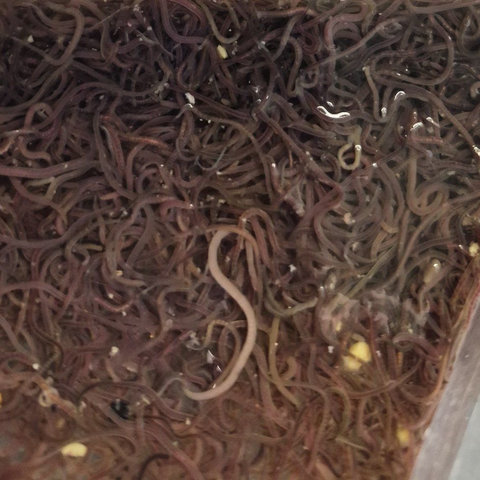 Live Black worms
