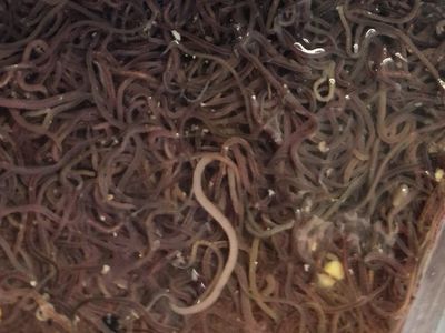Live Black worms
