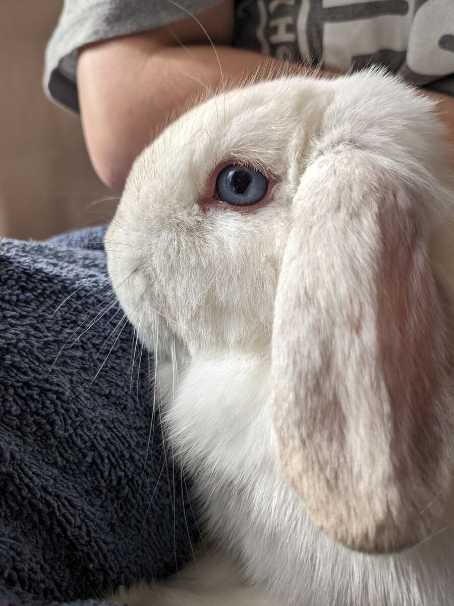 Beautiful Female Holland Lop Bunny For Sale