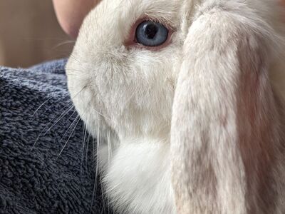 Beautiful Female Holland Lop Bunny For Sale