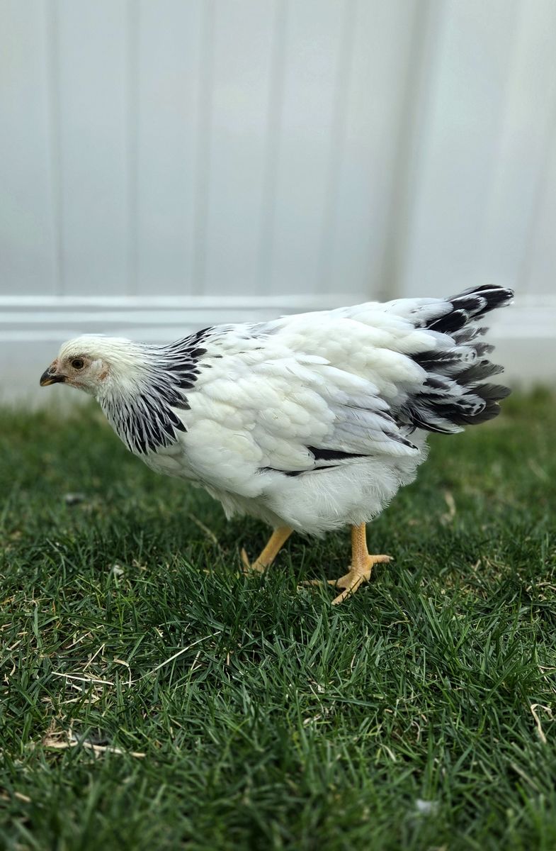 Columbian Wyondotte Chicken Pullet Hen