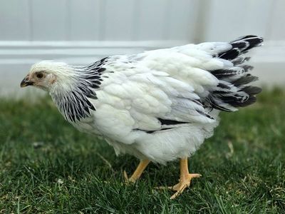 Columbian Wyondotte Chicken Pullet Hen
