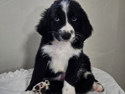 Adorable Bernedoodle Puppies - Males