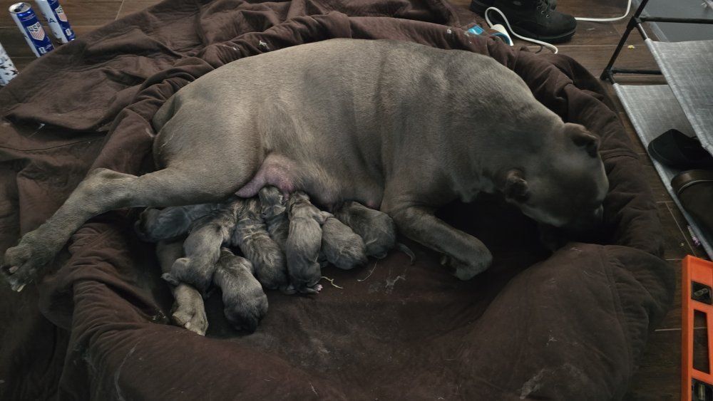 Cane corso