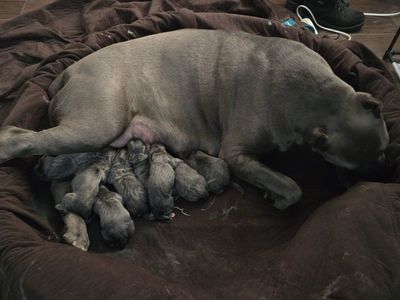 Cane corso