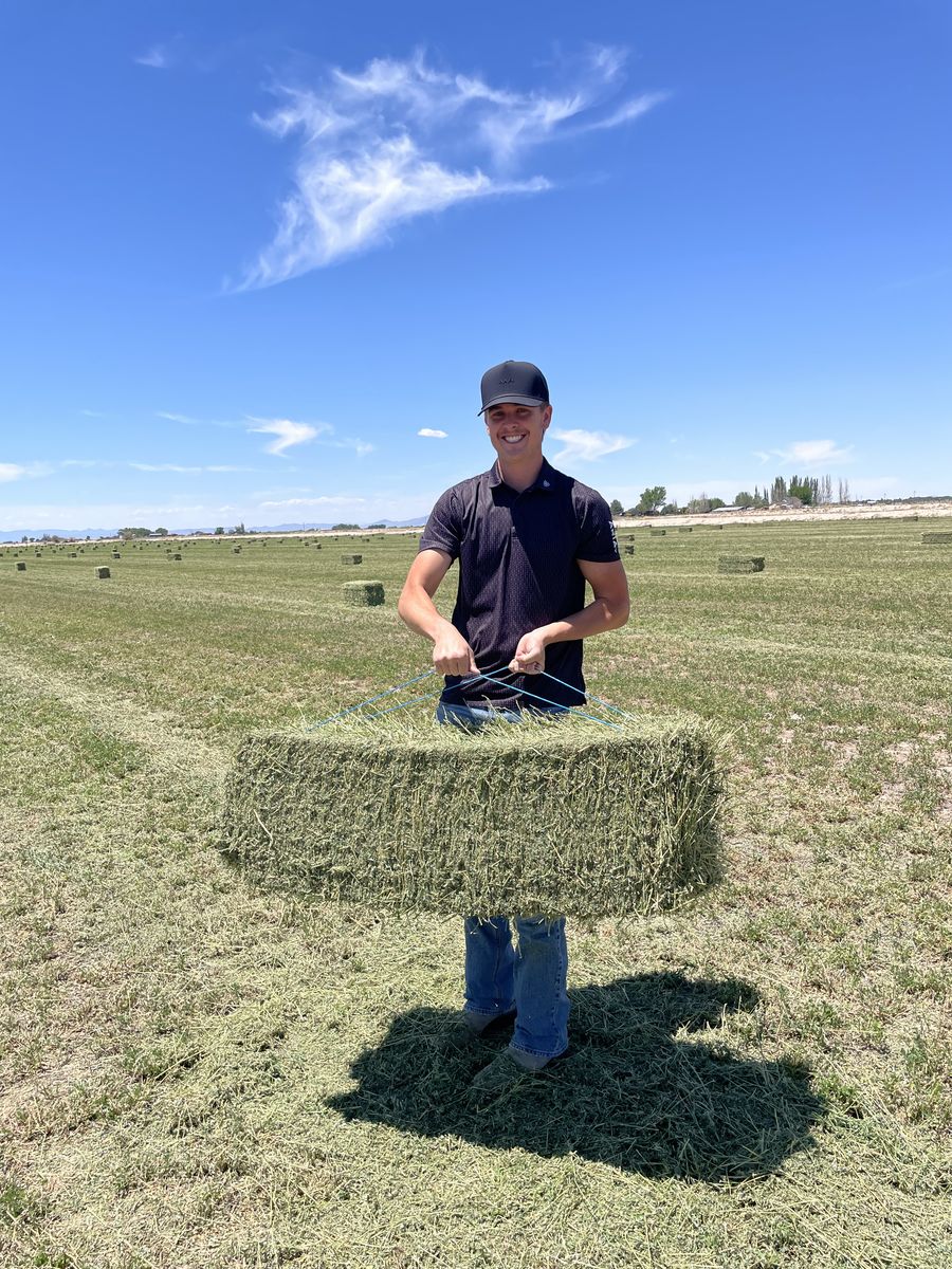 Premium alfalfa hay.  Small bale horse hay