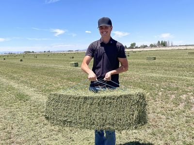 Premium alfalfa hay. Small bale horse hay