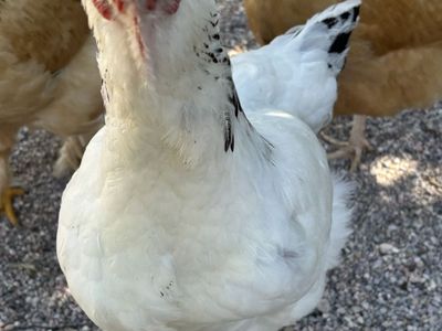 Variety Of Chook Breeds And Ages For Sale