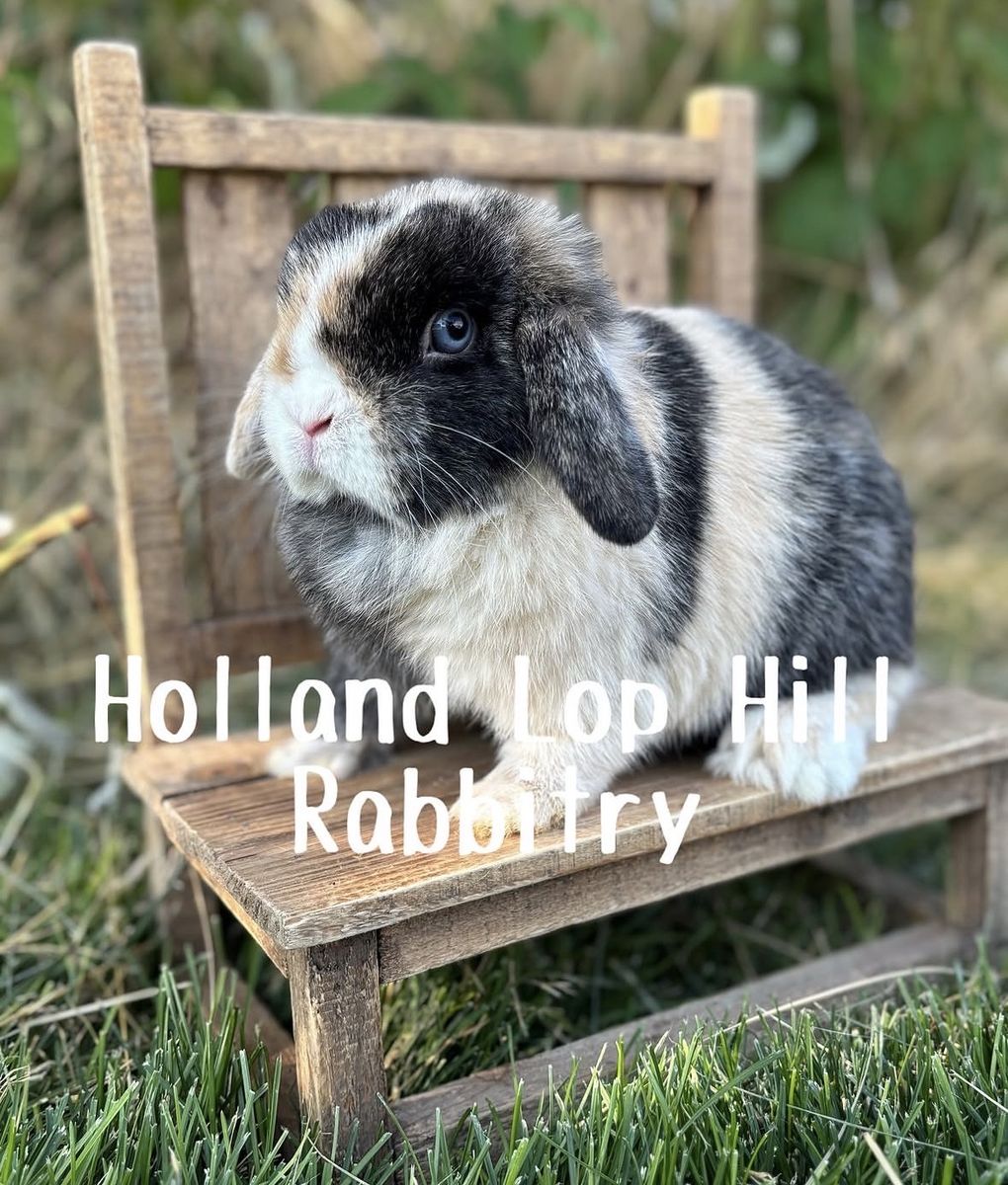 Gorgeous Proven Holland Lop Doe Bunny