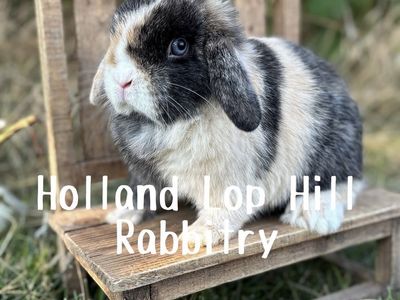 Gorgeous Proven Holland Lop Doe Bunny