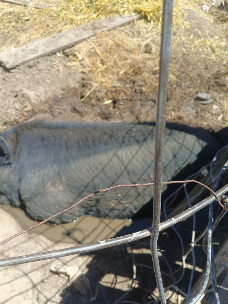 pig