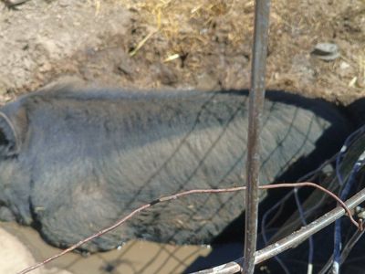 pig