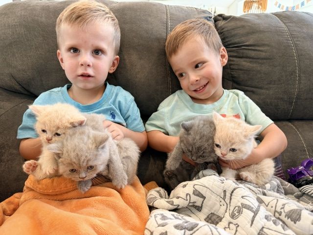 British Shorthair Kittens