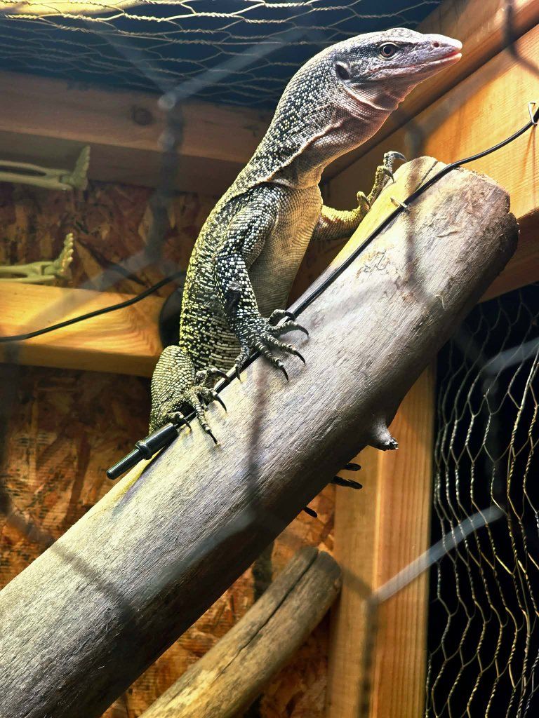 Mangrove monitor w/ full setup