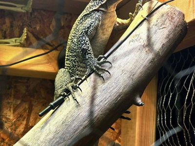 Mangrove monitor w/ full setup