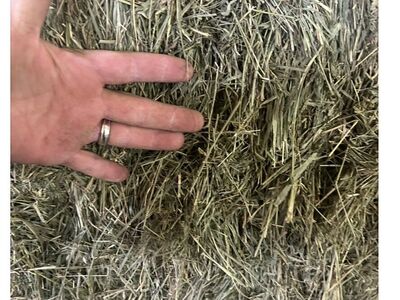 Nice Clean Grass Hay Bales 3x3x8