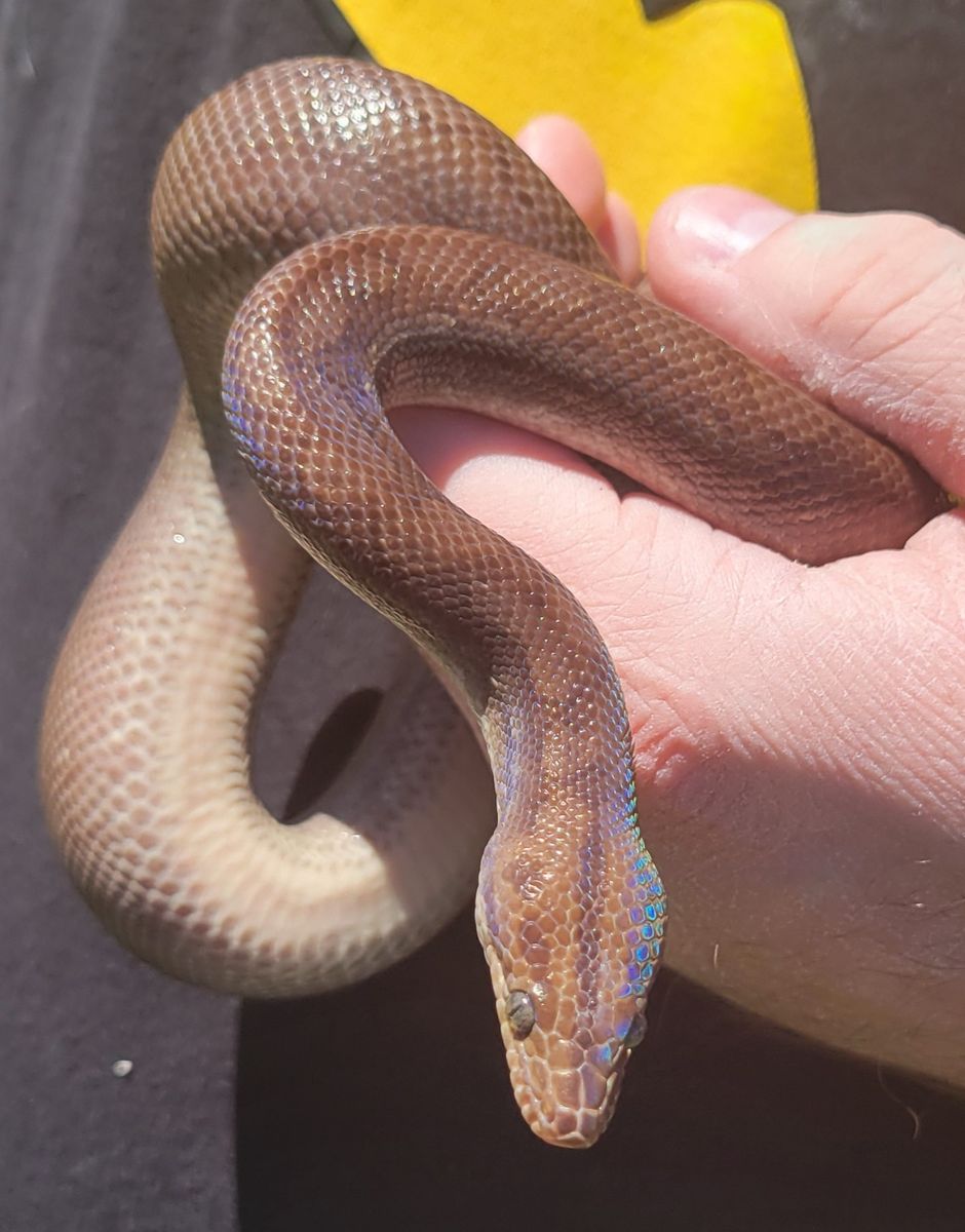 Beautiful Male Columbian Rainbow Boa