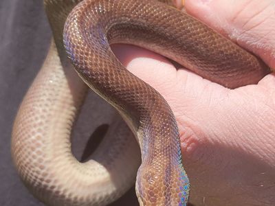 Beautiful Male Columbian Rainbow Boa