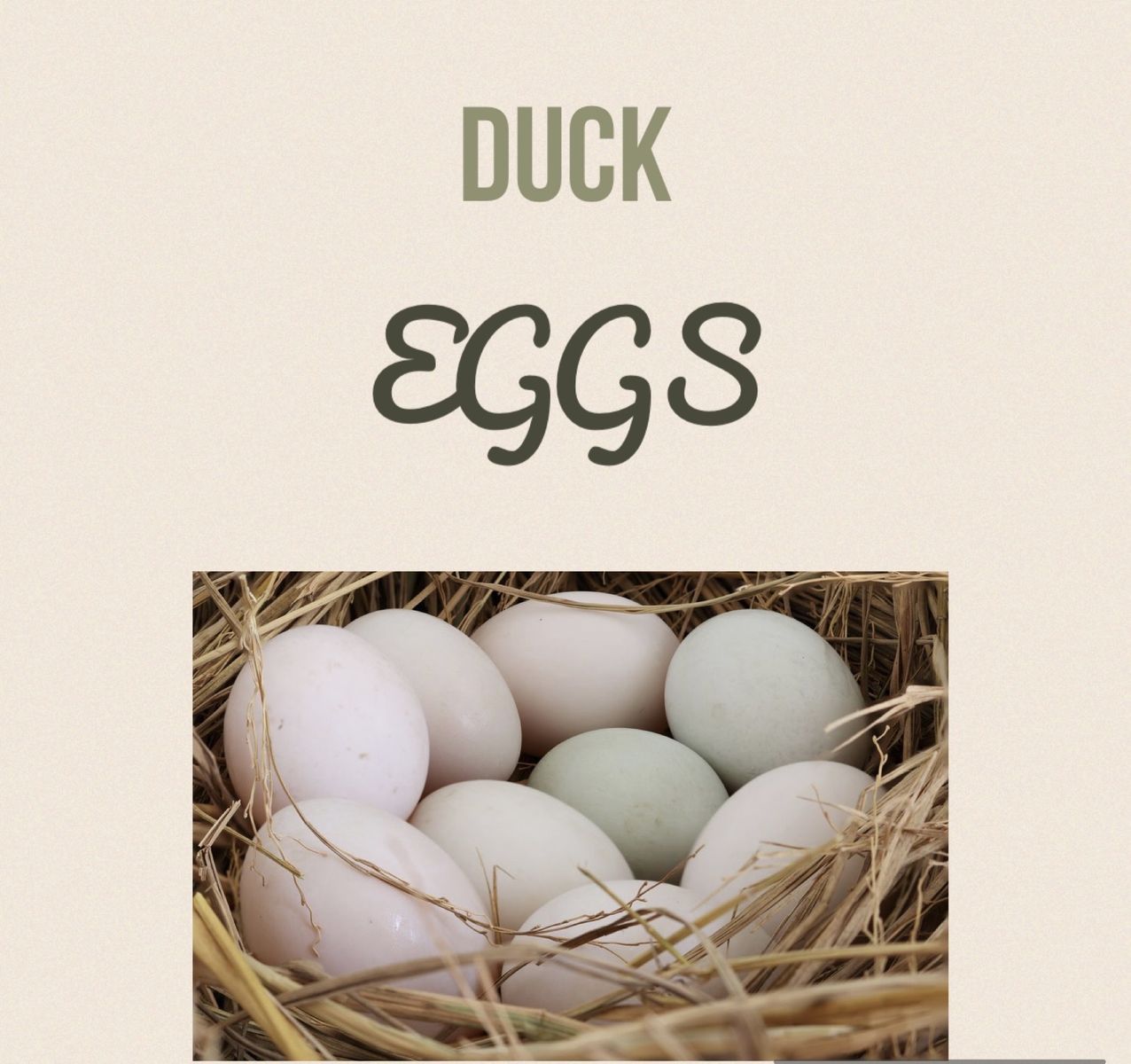 24 pack of duck eggs