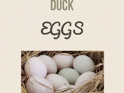 24 pack of duck eggs