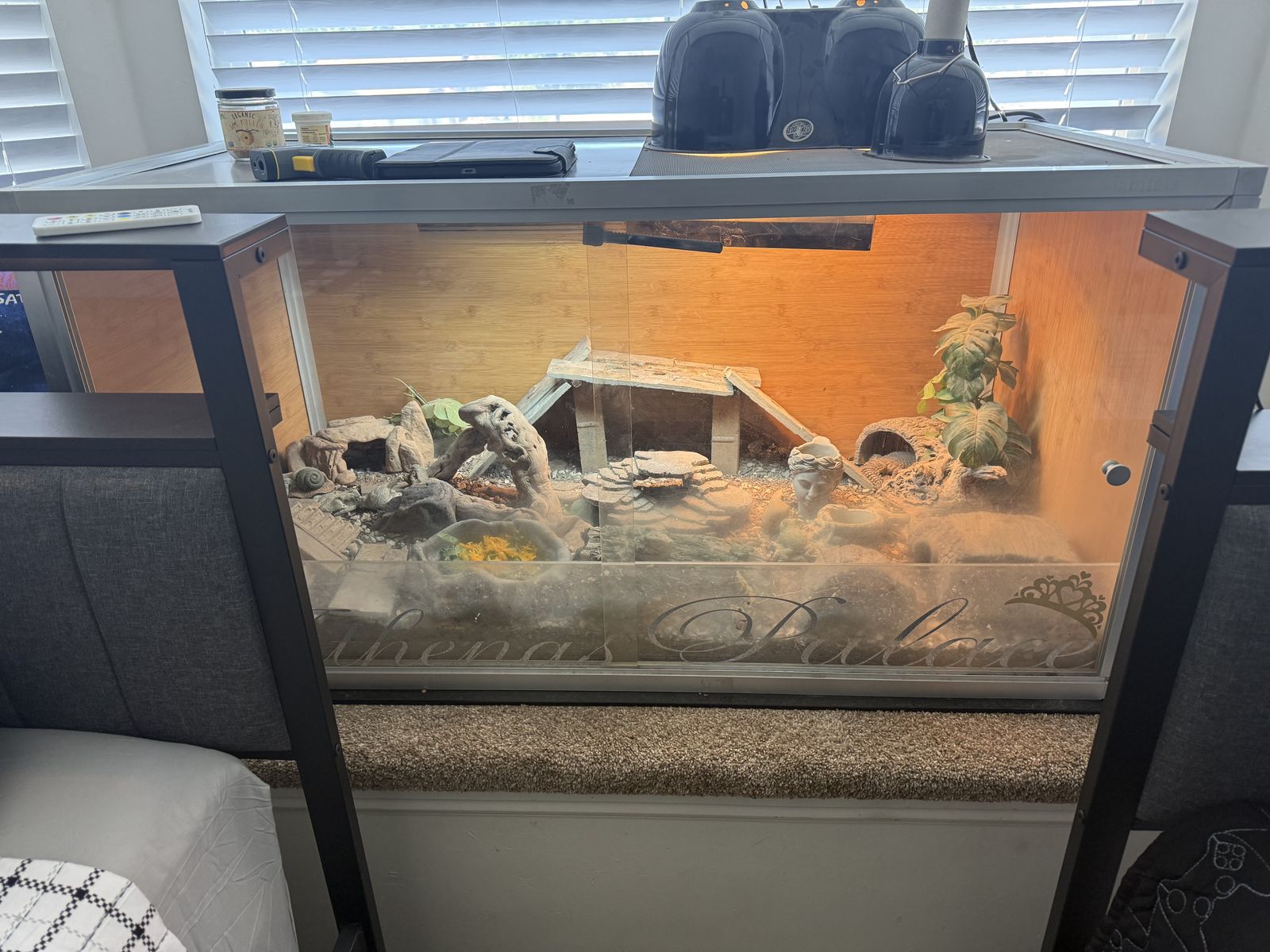 Uromastix
