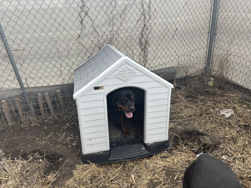 Dog House's XL