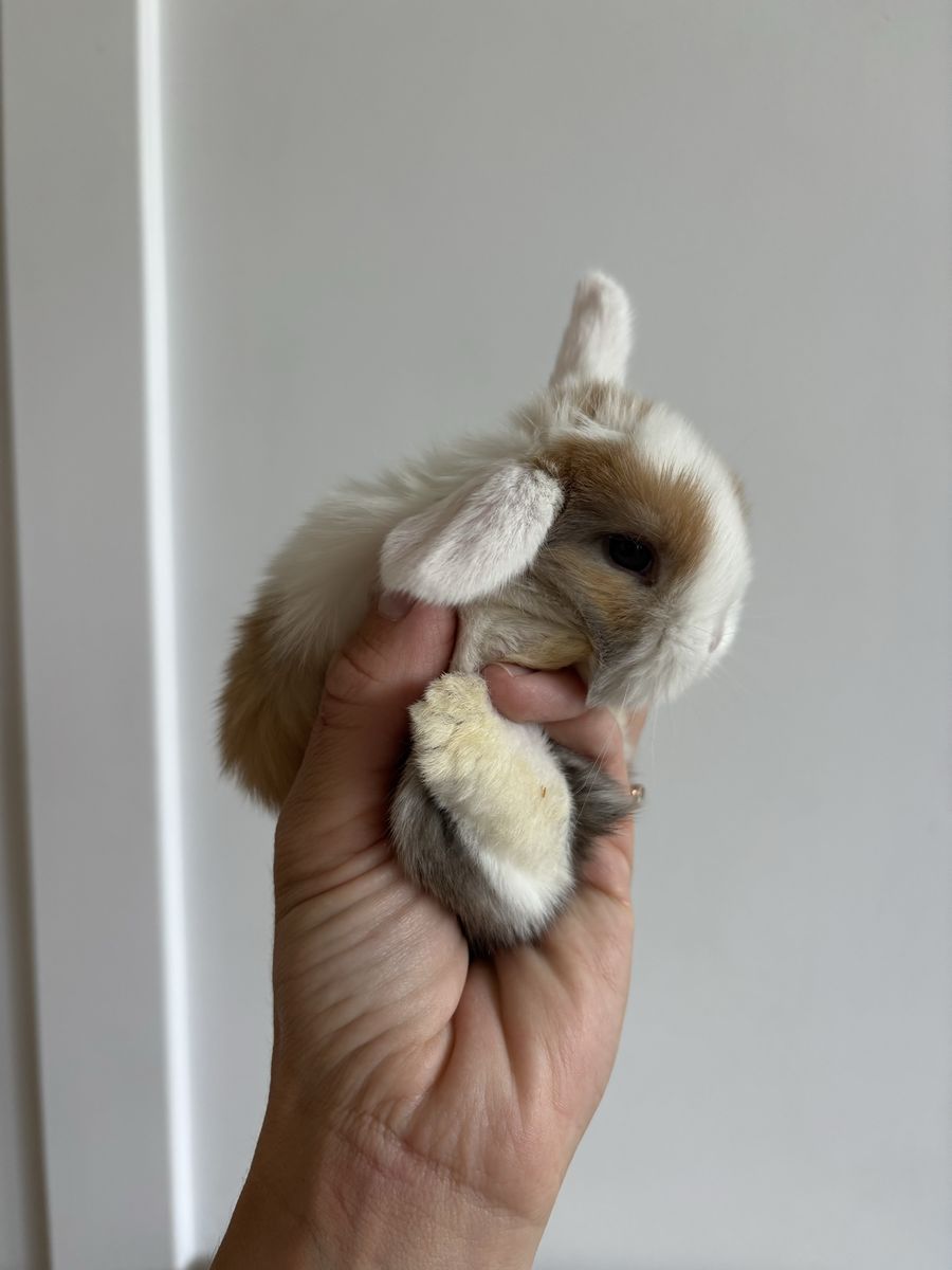 Holland lop buck