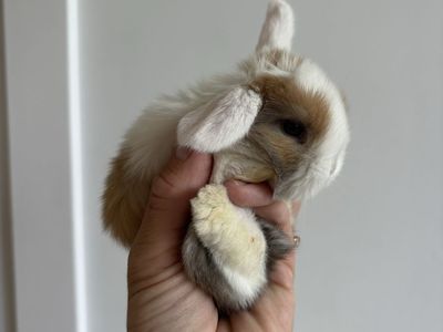 Holland lop buck