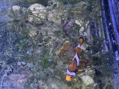 Female Clownfish