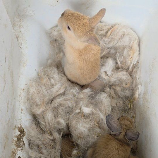 Tort Silver Fox Rabbits Bunnies Does Bucks