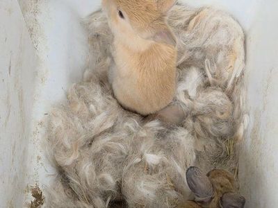 Tort Silver Fox Rabbits Bunnies Does Bucks