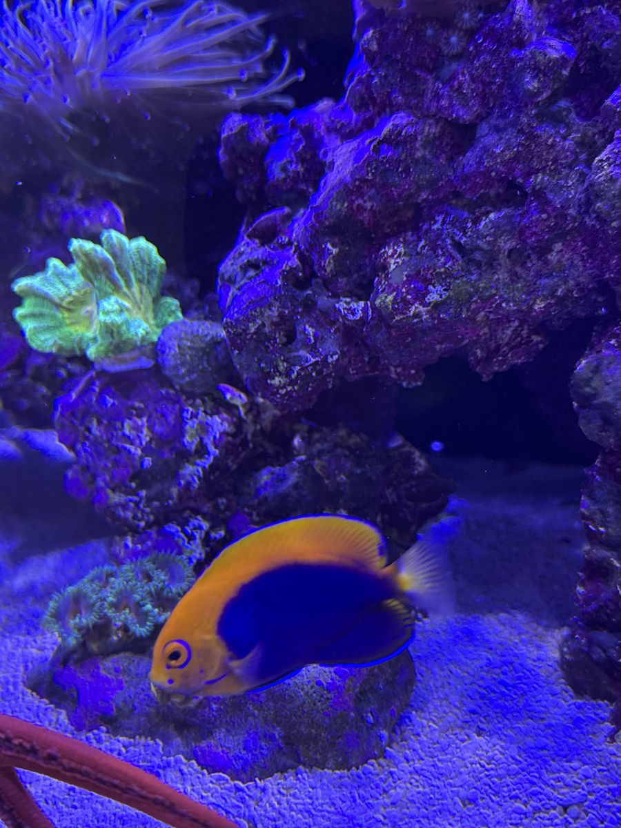 Flameback angelfish